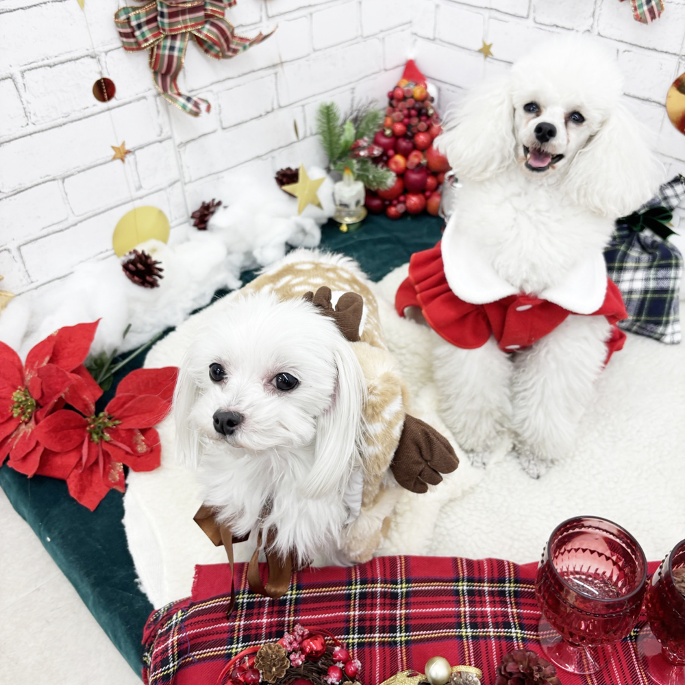 生徒とモデル犬の写真撮影会③